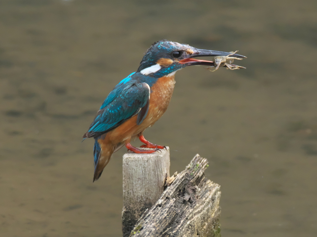 ザリガニ獲れたよ 6（父親）