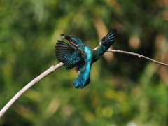 止り木へ 105 止り木へ 105