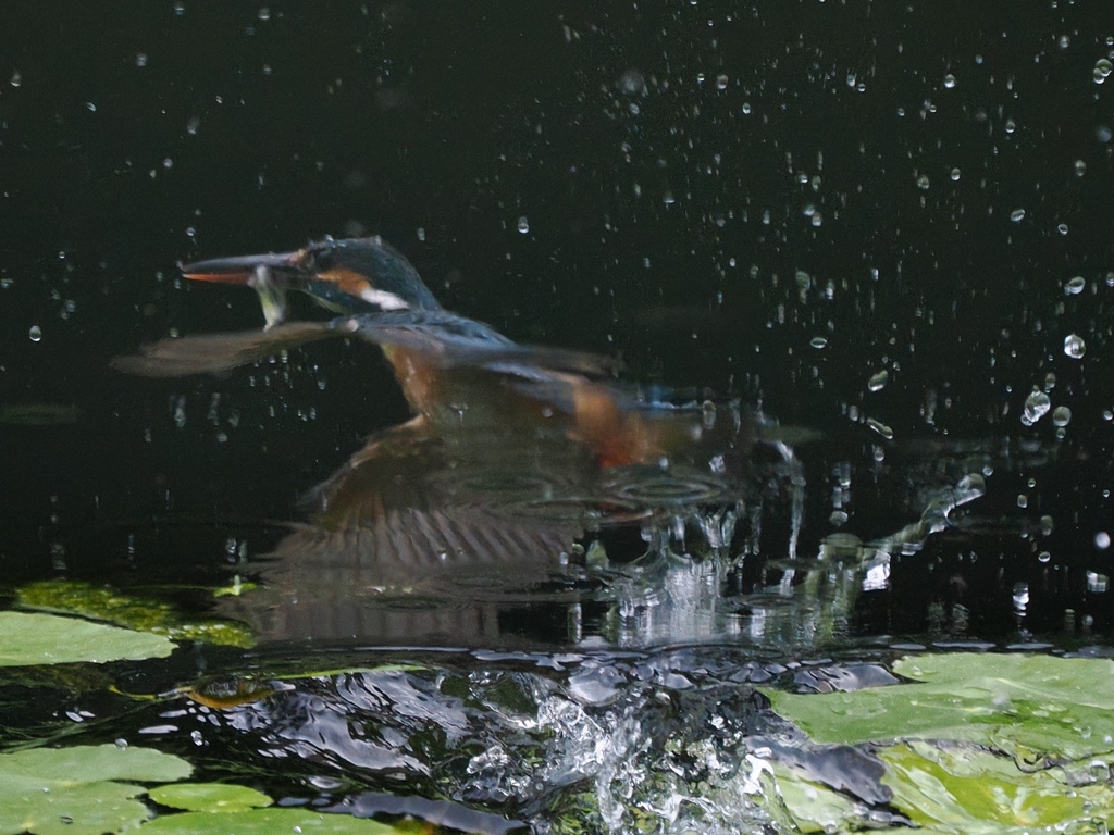 浮上 1271-3（リフレクション）