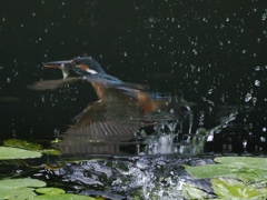 浮上 1271-3（リフレクション）