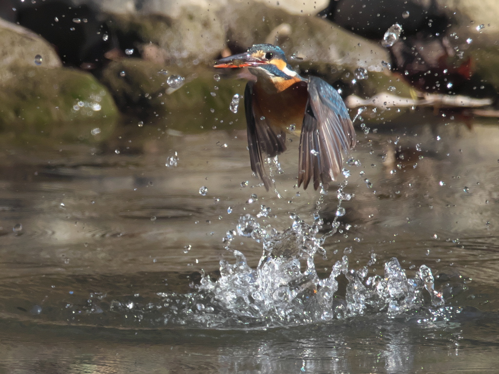 浮上 297-2（嫁候補）