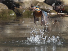 浮上 297-2（嫁候補）