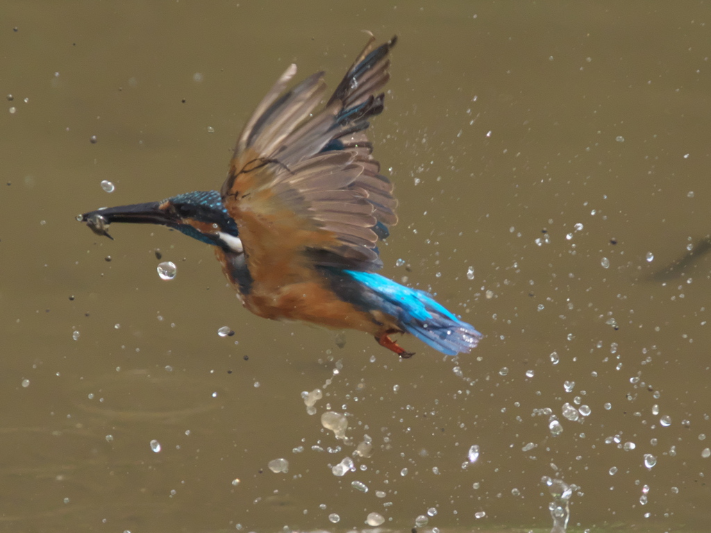 お魚獲れたよ 17-1（父親）