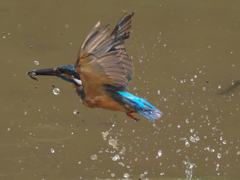 お魚獲れたよ 17-1（父親）