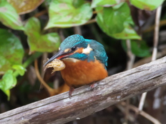止り木 51（父親 秋雨 エビ獲れたよ）