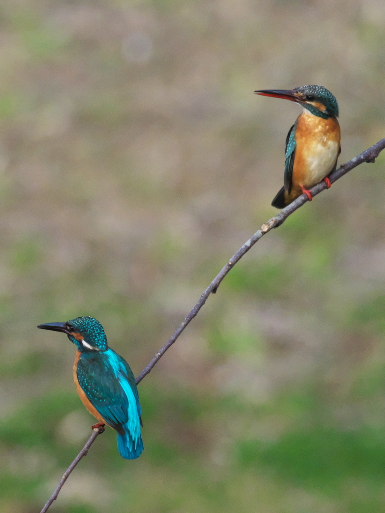 止り木 166（父親と嫁候補）