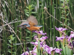 カワセミと花菖蒲 3