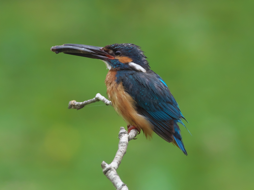 止り木 217（父親）