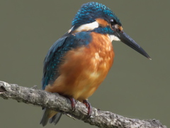 止り木 29（父親）