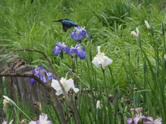 カワセミと花菖蒲 1