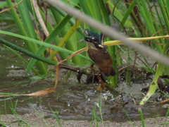 浮上 34-8（雛 只今修業中）