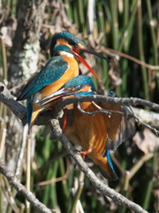 止り木 108-1（嫁候補と父親）