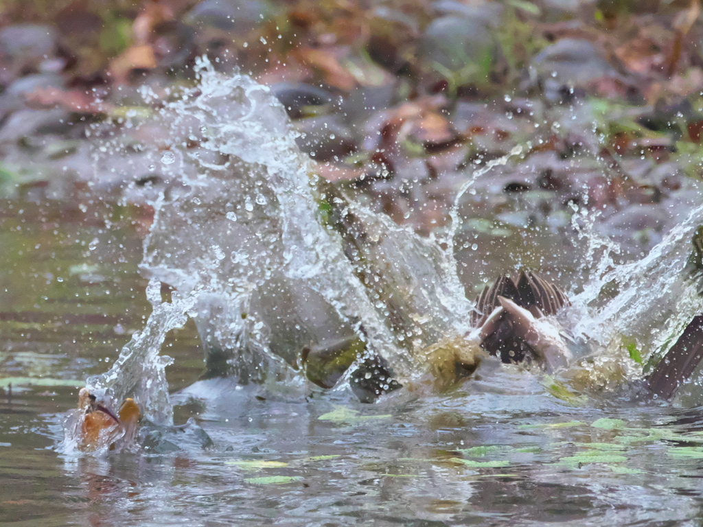 飛び込みシーケンス 28-2（嫁候補 カルガモびっくり）