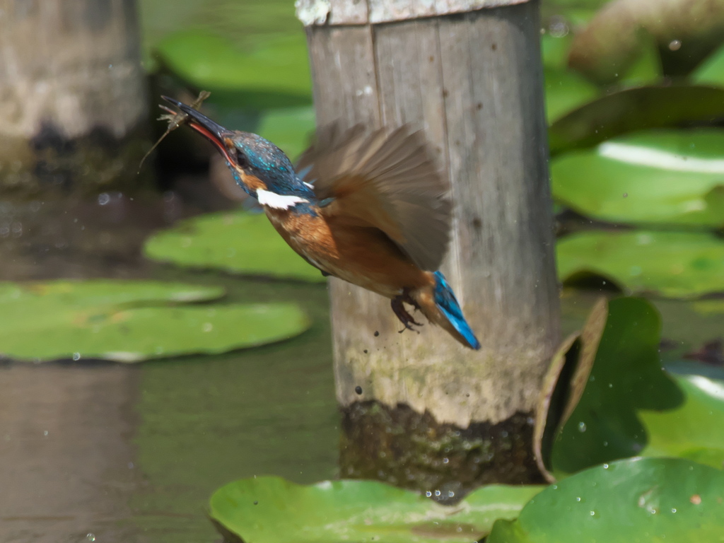 エビ獲れたよ 9-2