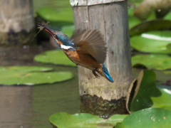 エビ獲れたよ 9-2