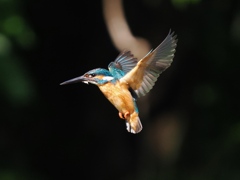 ホバ 91-2 ホバ 91-2