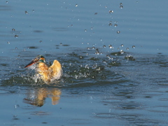 浮上 383-1（嫁候補）