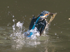 浮上 170-1（父親）