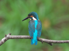 止り木 27（父親）