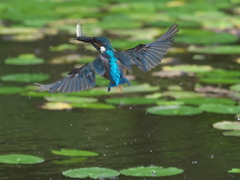 お魚獲れたよ 47