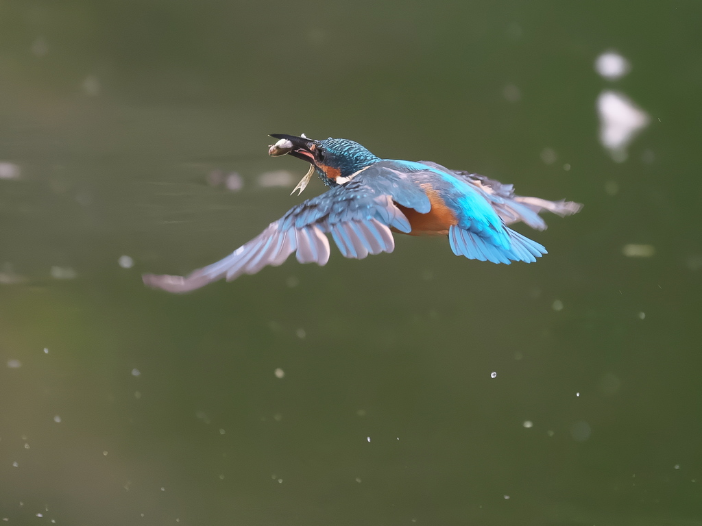 お魚獲れたよ 54