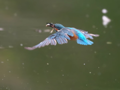 お魚獲れたよ 54