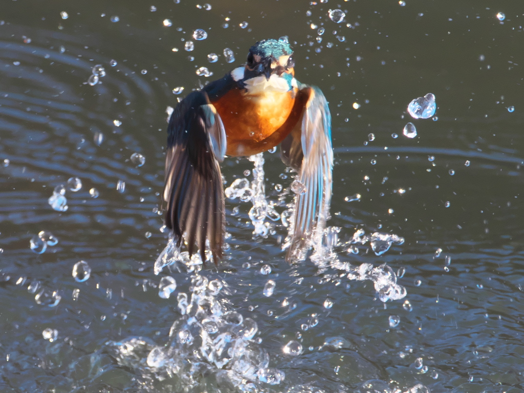 浮上 310（父親）