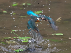 浮上 1411-2（泥が多い場所）
