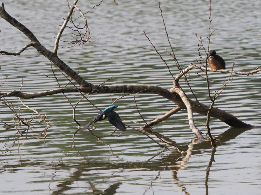 若兄弟に見守られてダイブ１