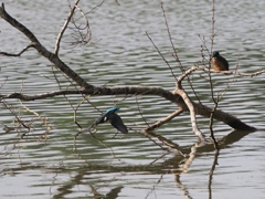 若兄弟に見守られてダイブ１