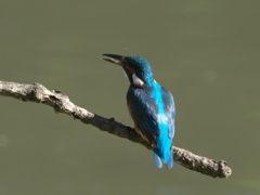 止り木 20（若雄）