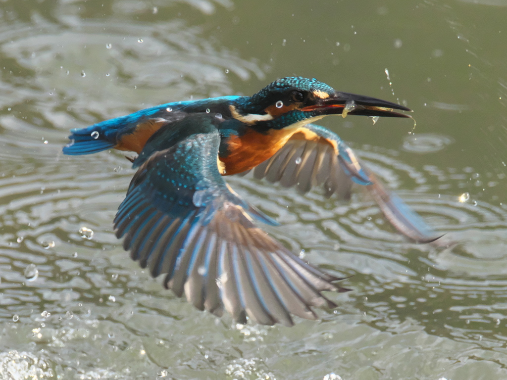 浮上 127-1（父親）