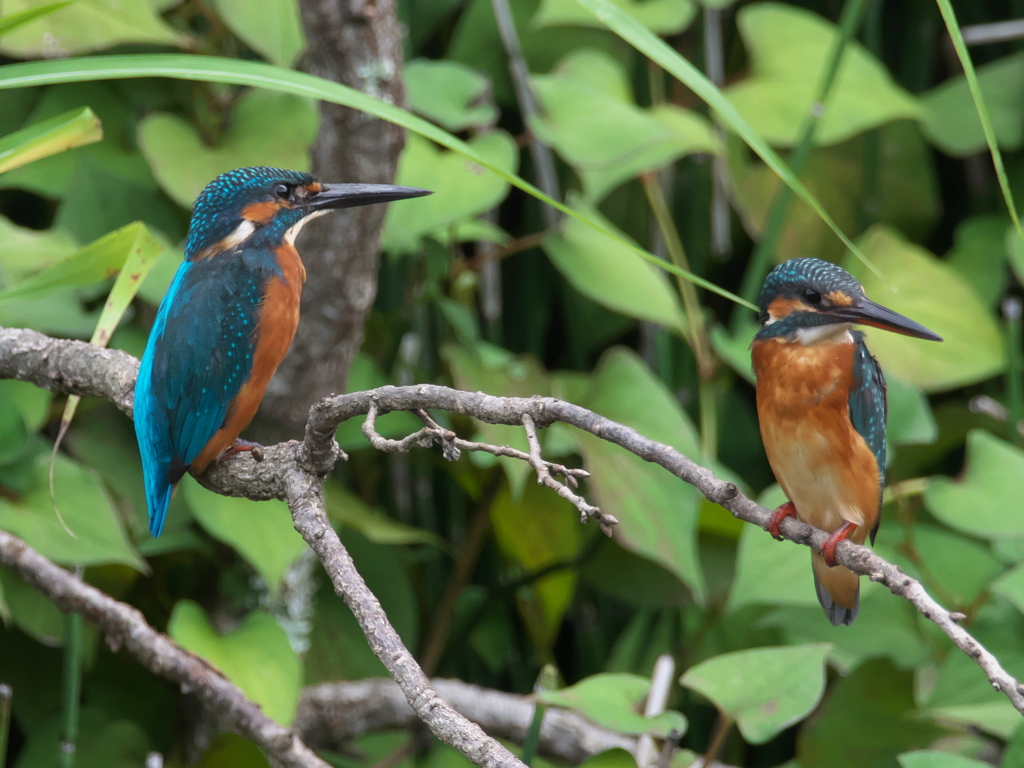 恋の駆引き 2-1（父親と嫁候補）