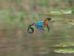 浮上 119-4（父親 ドジョウ獲れたけど）