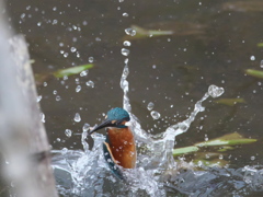 浮上 235-1（父親）