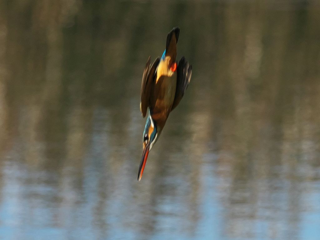 ダイブ 14-1（嫁候補）