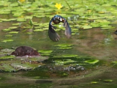 エビ採れたよ２