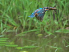 ザリガニ獲れたよ 7（父親）