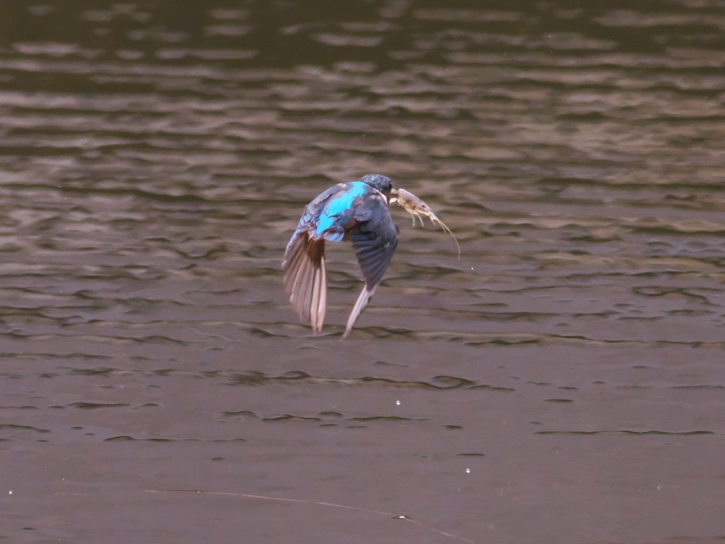 エビ獲れたよ 46