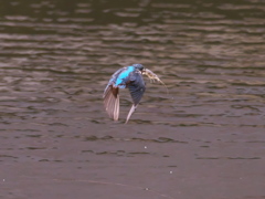 エビ獲れたよ 46