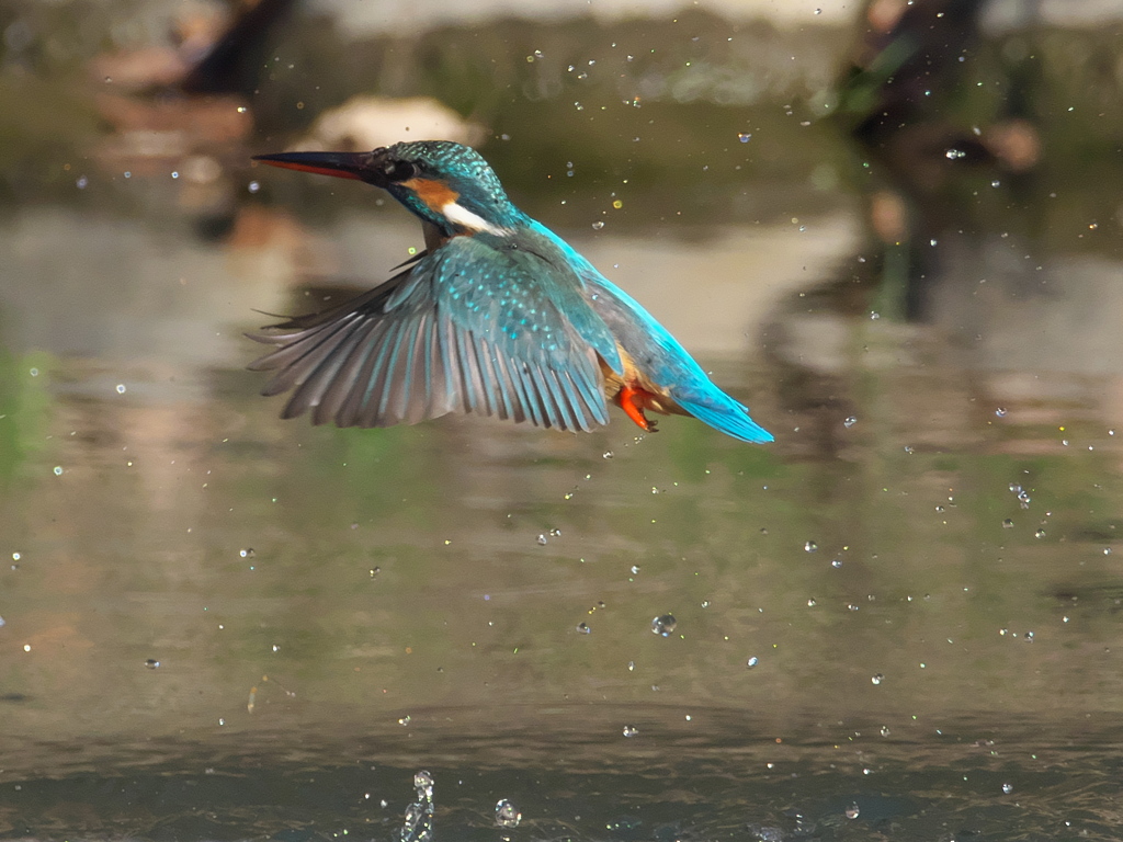 浮上 265（嫁候補）