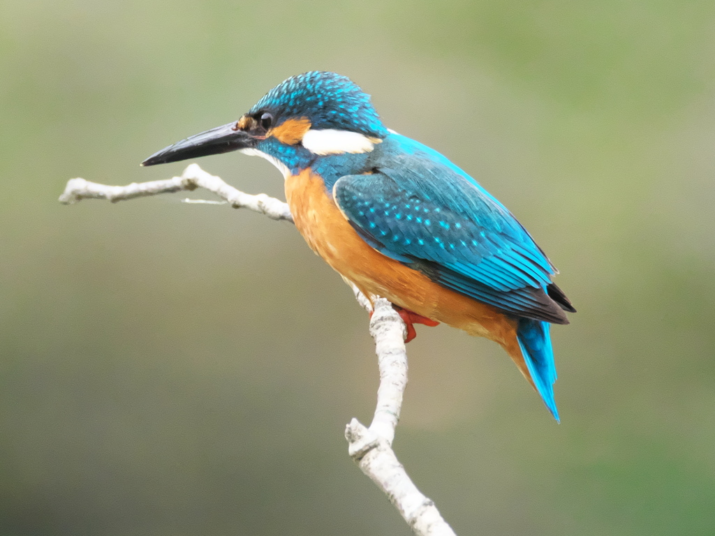 止り木 170（父親）