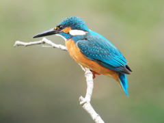 止り木 170（父親）