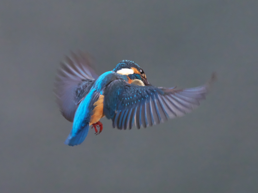 ホバ 41-1（父親）