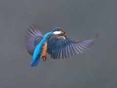 ホバ 41-1（父親）