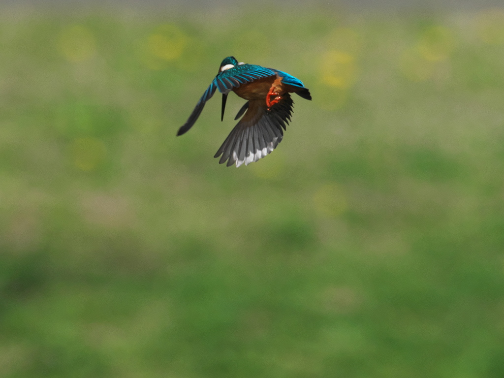 ロックオン 15-1（父親）