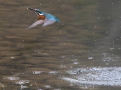 浮上 447（父親）