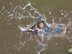 飛び込みシーケンス 7-4（父親）