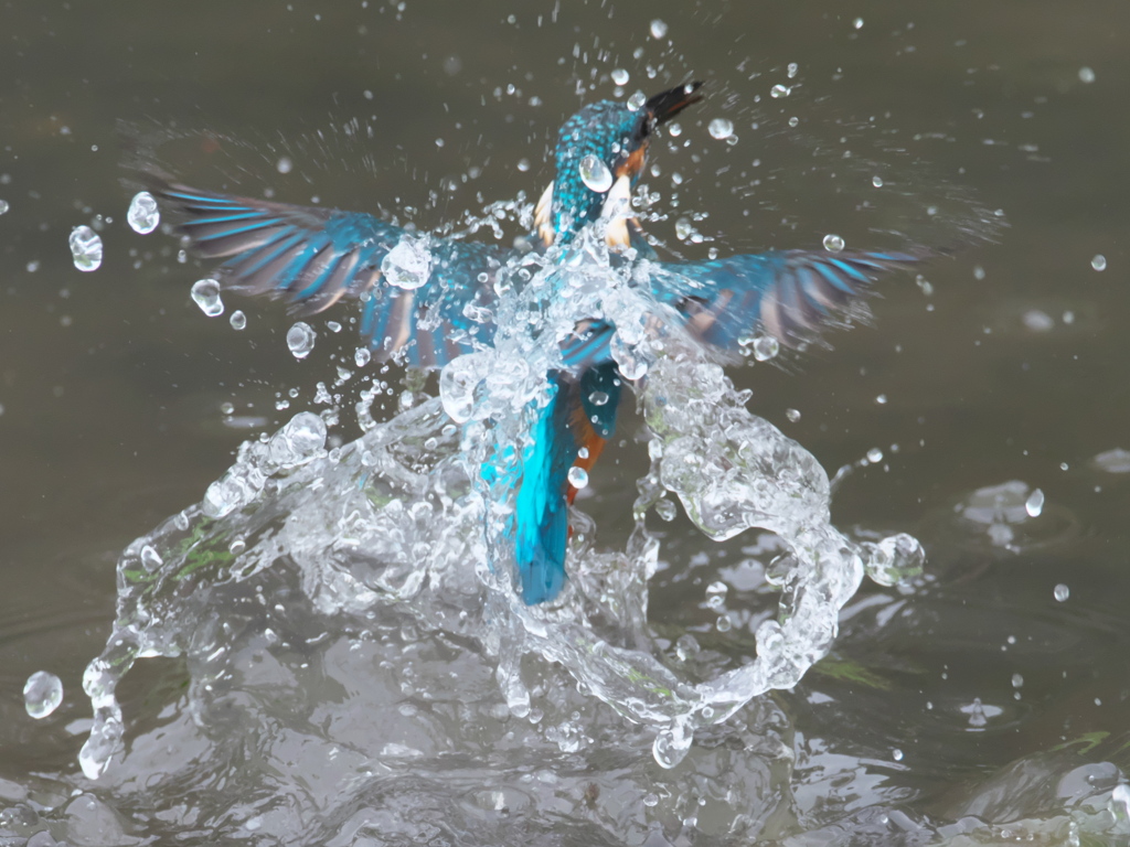 飛び込みシーケンス 19-3（父親）