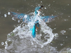 飛び込みシーケンス 19-3（父親）